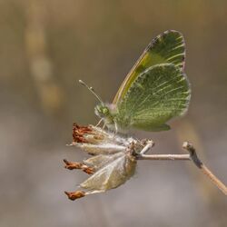 Eastern greenish black-tip (Euchloe penia) underside Macedonia.jpg