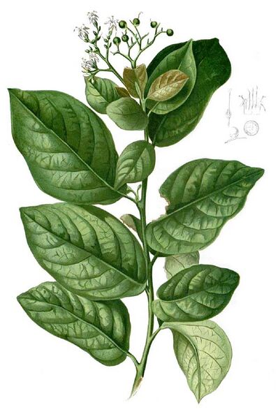 File:Ehretia acuminata Blanco1.70-cropped.jpg