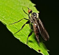 Empis.pennipes.female.2.jpg