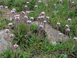 Erigeron petiolaris (Asteraceae) (27625862490).jpg