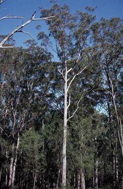 Eucalyptus sphaerocarpa.jpg