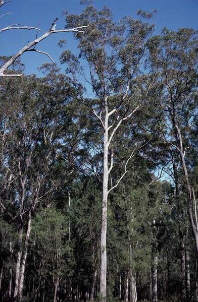 File:Eucalyptus sphaerocarpa.jpg