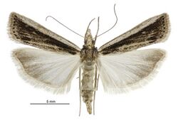 Eudonia sabulosella female.jpg