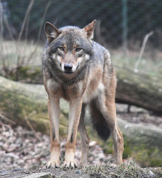 File:European grey wolf in Prague zoo.jpg