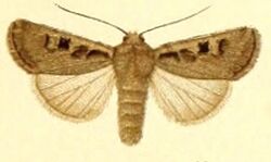 Euxoa basigramma m.jpg