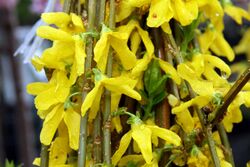 Forsythia x intermedia 0zz.jpg