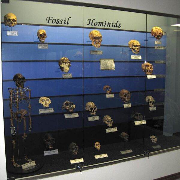 File:Fossil hominids.jpg