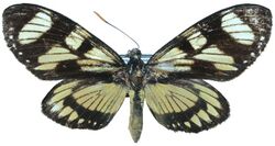 Gazera heliconoides - Brazil.jpg