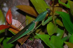 Giant Shield Mantis (Rhombodera basalis) (8674968117).jpg