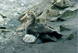 Giant petrel with chicks.jpg
