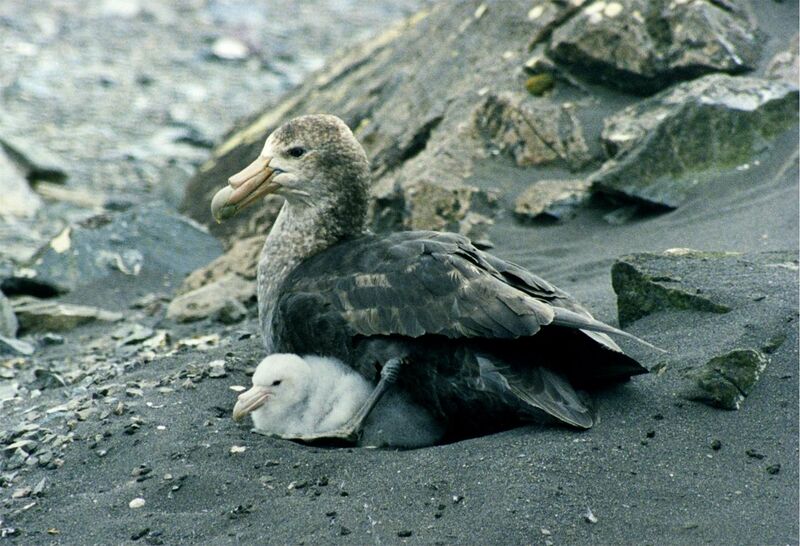 File:Giant petrel with chicks.jpg