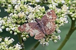 Glassy-winged skipper (Xenophanes tryxus).jpg