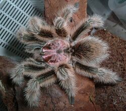 Grammostola cf. porteri adult male.jpg