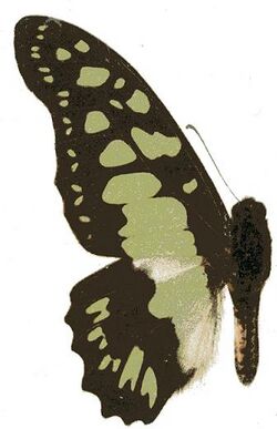 Graphium tynderaeus.JPG