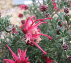 Grevillea Winter Delight.jpg