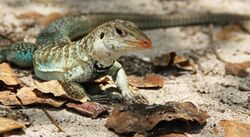 Griswold's Ameiva.jpg