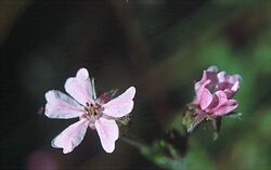 Horkelia daucifolia var. indicta (25620514331).jpg