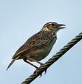 Indochinese Bushlark - Thailand S4E5419 (16760003590) (cropped).jpg