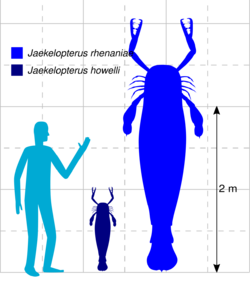 Size diagram of the two species of Jaekelopterus
