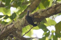 Jamaican Blackbird 2506114057.jpg