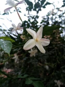 Jasmine Rose photo.jpg