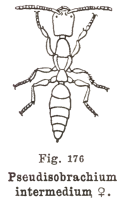 Kieffer - Pseudisobrachium intermedium female.png