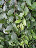 Lace Parasol foliage.jpg