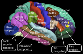 Lateral surface - Orbital part of inferior frontal gyrus.png
