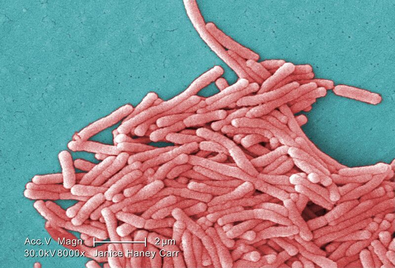 File:Legionella pneumophila (SEM).jpg