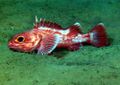 Longspine thornyhead rockfish.jpg