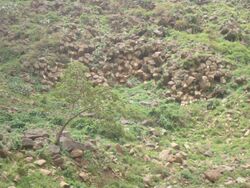 Lower basalt - hexagonal outcrop at Gumuara.jpg
