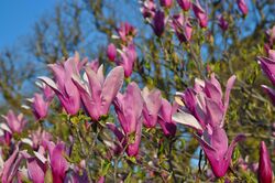 Magnolia liliiflora 'Nigra' in Jardin des Plantes, Paris 01.jpg