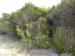 Melaleuca globifera (habit).JPG