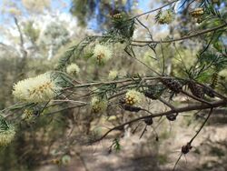 Melaleuca incana foliage and flowers.jpg