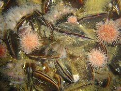 Mussels, urchins and strawberry anemones on the Fleur DSC00542.jpg