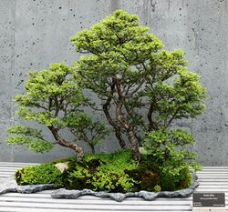 NCArboretum Bonsai-27527-2.jpg