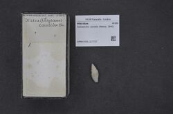 Naturalis Biodiversity Center - RMNH.MOL.217727 - Subcancilla candida (Reeve, 1845) - Mitridae - Mollusc shell.jpeg