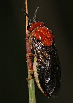Neodiprion lecontei adult.jpg