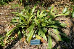 Neoregelia pascoaliana - Marie Selby Botanical Gardens - Sarasota, Florida - DSC01252.jpg