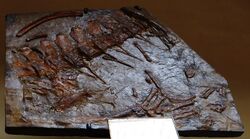 Neustosaurus gigondarum.JPG