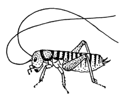 ORTH Anostostomidae Hemiandrus sp.png