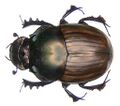 Onthophagus bonasus Fabricius, 1775 (3005104825) (2).jpg