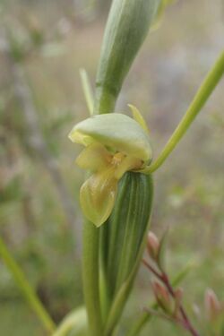 Orthoceras strictum green.jpg