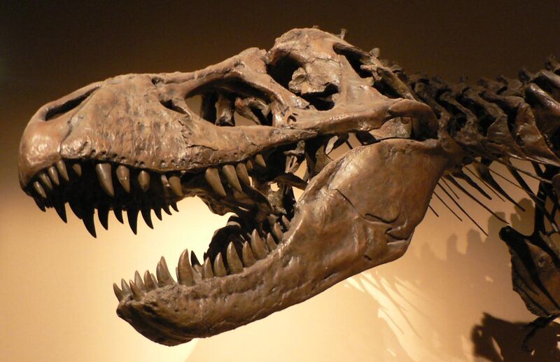File:Palais de la Decouverte Tyrannosaurus rex p1050042.jpg