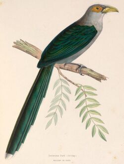Phaenicophaeus diardi 1849.jpg