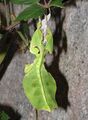 Phyllium giganteum - female larva at exuvia.JPG