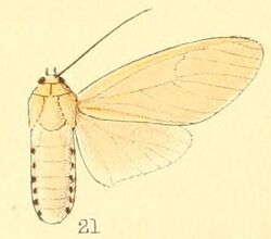 Pl.50-21-Amerila rufifemur (Walker, 1855).JPG