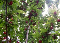 Plum tree with fruit.jpg
