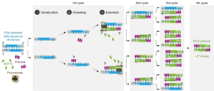 Polymerase chain reaction-en.svg