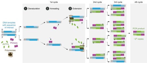 File:Polymerase chain reaction-en.svg